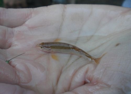 Loach minnow